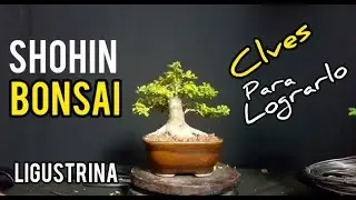 ⚠ COMO HACER BONSAI 