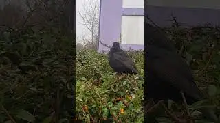 Fearless black bird eating berries