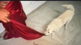 Golu Aaj Pagal Ho Gaya 😄😁