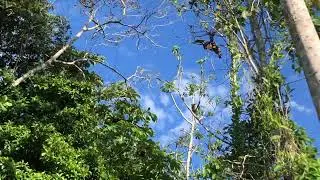 Osos perezosos del Amazonas #rioamazonas #amazonas #selvaamazonas #turismocolombia