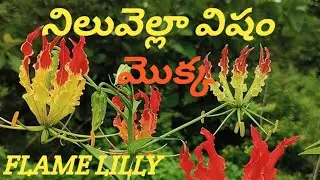 Poisonous Plant:Flame Lilly, Agnishikha,Adavi Naabhi,Kalihari,(Gloriosa superba,L@Thalla Laxmi Rajam