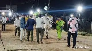 ప్రత్తిపాడు గ్రామం||జూనియర్స్ విభాగం 12వ జత RK BULLS సమరసింహ & జయసింహ 2-9-2025💥💥