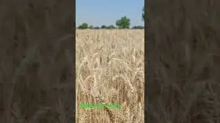 @DDKisan