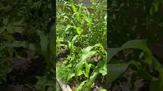 Devotions from my Garden #devotional #devotion #bible #prayer #pray #worship #god #garden #gardening