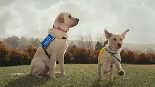 The Graduate &ndash; Canine Companions Service Dogs