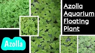 Full details about azolla plant in tamil | Floating aquarium plant