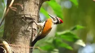 Malabar flameback,bird in the woodpecker family Picidae. It is endemic to the Western Ghats of India