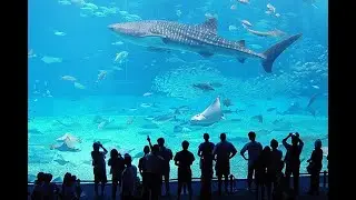 Aquarium of Genova Italy, complete tour