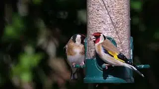 #sparrow&nbsp;#birb&nbsp;#birds&nbsp;#instabird&nbsp;#birdlove&nbsp;#birdlife&nbsp;#birdphotography&nbsp;#birdlover&nbsp;#birdlovers&nbsp;