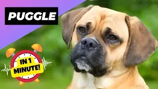 Puggle 🐶 The Pug + Beagle Crossbred | 1 Minute Animals