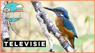 Op jacht naar de ijsvogel | TV | Vroege Vogels