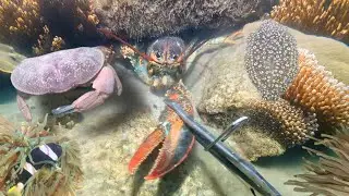 Diving to catch seafood - Catch crabs, fish, shrimp, lobster, squid - Relax under the sea