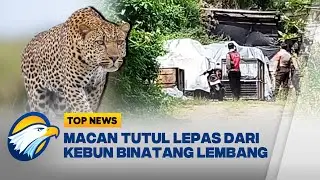 Macan Tutul di Lembang Zoo Lepas dari Kandang - [Top News]