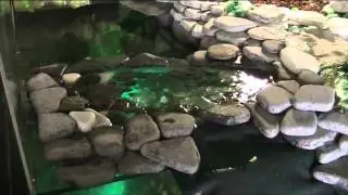 schildpaddenbak
