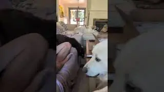 Puppy and Goose