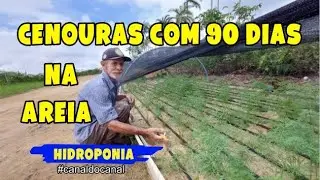 Plantio de Cenouras: Semi Hidroponia na Areia