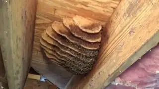Sweet bees relocated to the abbey