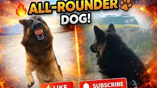 Yeh Tommy hai boss 😎 Train ko bhonka, ball pakdi, safai bhi! 😂🐾#tommy #gsd #dog #viraldog #dogvlog 