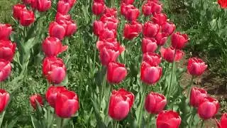 Asia's Largest Tulip Garden