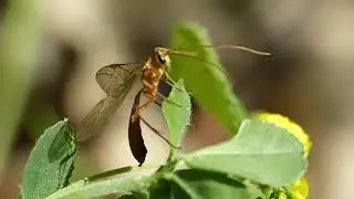 Ophion luteus (Ichneumonidae-Hymenoptera)