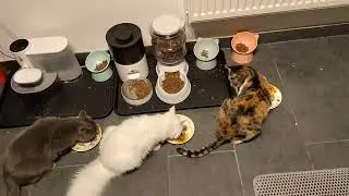 The Most Aggressive Cat Eating You&rsquo;ll See Today