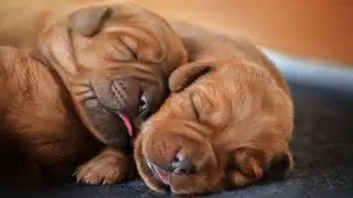 Руді Лабрадори. New born puppies magic cuteness 🫶🐕 #foxredlabrador #labrador #puppy #newbornpuppies