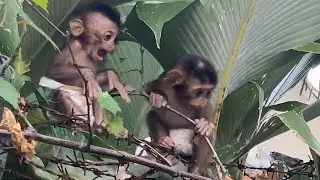Big D tries to evacuate Baby Monkey Loan Money from danger