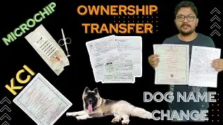 Detail info about KCI Certificate, Microchip, Ownership Change & Dog's name change #pet #dog #owner