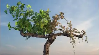 Visualization in C4D (1 of 4)