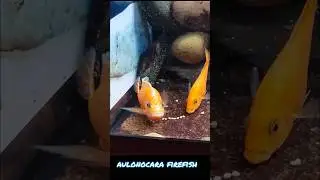 aulonocara firefish bei der Eiablage