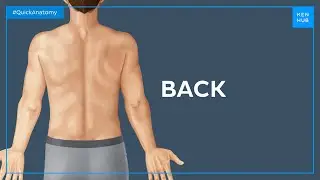 Surface anatomy of the back - Quick Anatomy |&nbsp;Kenhub