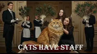 Cats have Staff Dogs have Masters#cat #dog #viral #short #cute #pets #funny