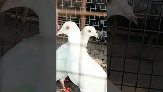 Madras kabootar video #kubotar #video #pigeonlove #kabootar #sorts #pigeonlove #whatsappstatus #pige