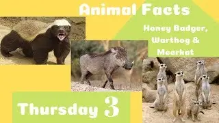 Honey Badger, Warthog & Meerkat Animal Facts - Thursday Three