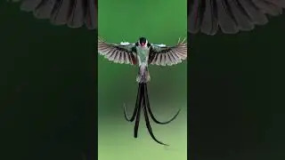 Animals with REAL Superpowers! 🧬 #shorts #animals #nature #facts