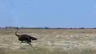 ostrich challenges car