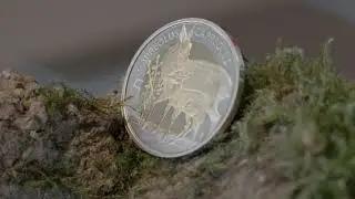 Chevreuil d'Europe - pièce de collection