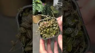 Vertical Wall Terrarium