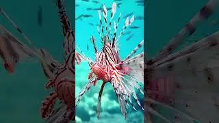 Lionfish | Beautiful But Deadly #shorts
