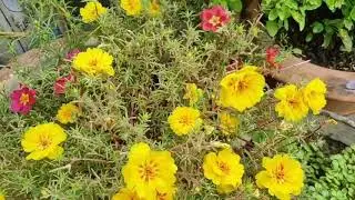 Beautiful flowers in my home terrise
