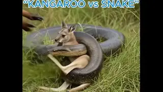 Mother Kangaroo vs Snake | Instinct Takes Over