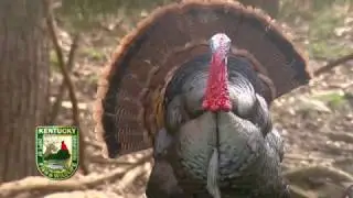 Visit Kentucky's Wildlife Management Areas
