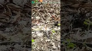 Hoopoe Bird @Native #uonearth #joseanand #nagercoil #India #nature #vlog #viral #earth #kanyakumari