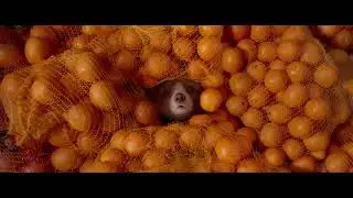 Paddington 2 (2017) - The Hard Stare Scene