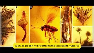 Amber Discovery in Antarctica Reveals Prehistoric Warm Climate and Forest Ecosystems