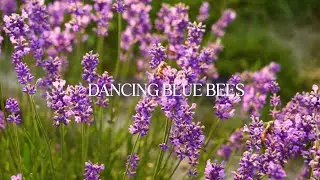 DANCING BLUE BEES: Eau de Parfum | Scent Journer