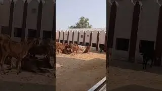 क्या कर दिया अभी सुन #11सितंबर #5अक्टूबर #eiduladha2023 #vlog #animals