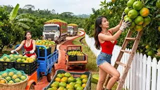 Harvesting 1000+ Green Orange Garden, Go to Market Sell, Cleaning up The Farm