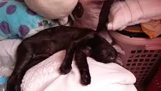 Black cat  sleeping with one eye open