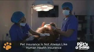For Pet's Sake: Does your pet need insurance?
